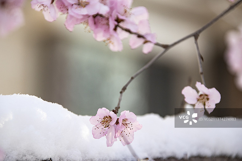 春之声图片素材