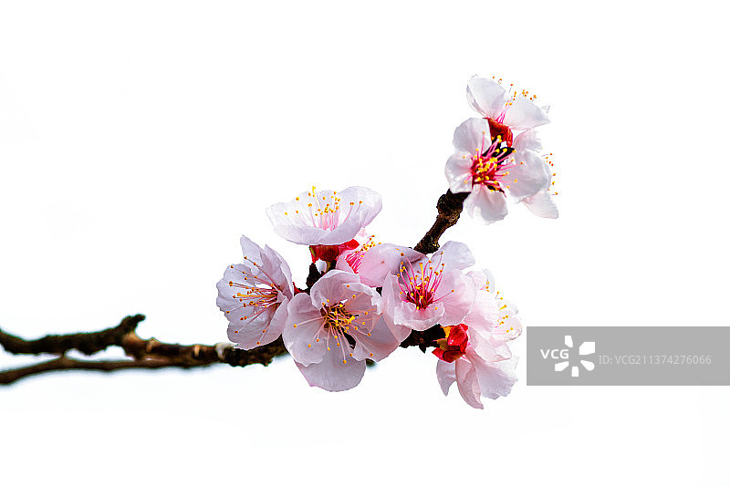 “梅花象征着高洁孤傲、坚忍不拔的精神品质。梅花五瓣，便是象征五福，即快乐、幸福、长寿、顺利、和平。在图片素材