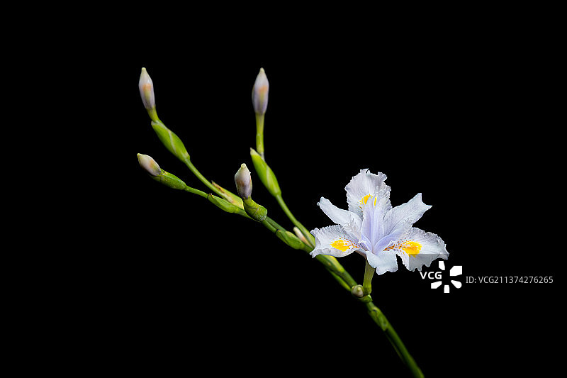 盛开蝴蝶花图片素材