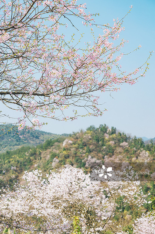 建德三都镇八亩丘春天山樱花盛开图片素材
