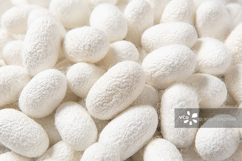 天然蚕茧蚕丝图片素材