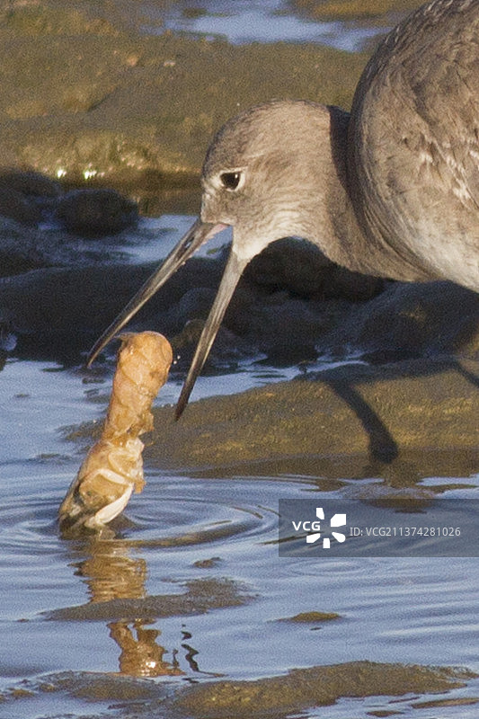 正在吃小虾的维利鸟特写图片素材