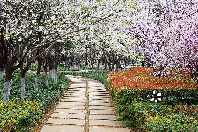 春天 花园 樱花  小路图片素材