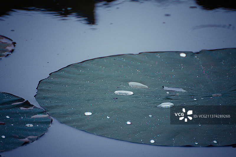 荷花莲花图片素材