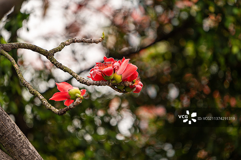 木棉花特写图片素材