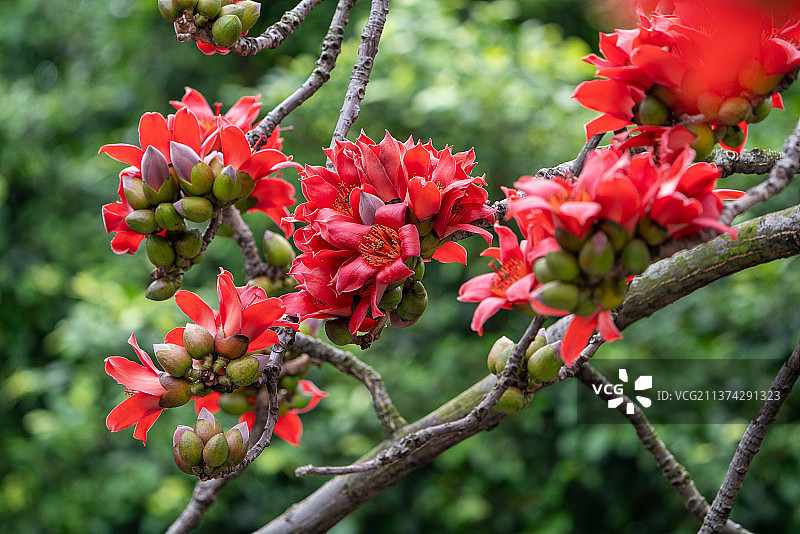 木棉花特写图片素材