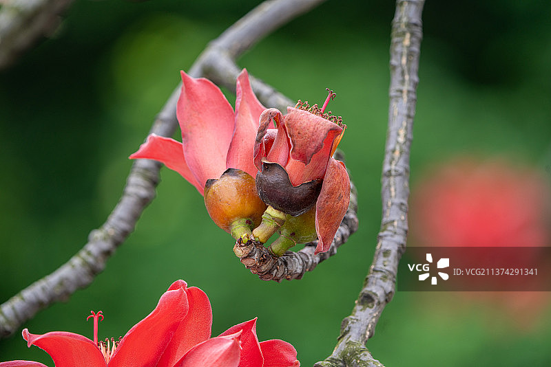 木棉花特写图片素材