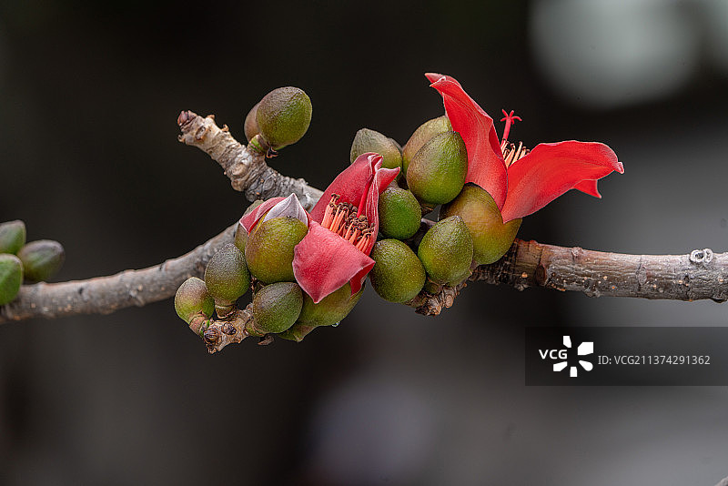 木棉花特写图片素材