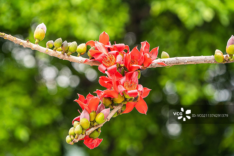 木棉花特写图片素材