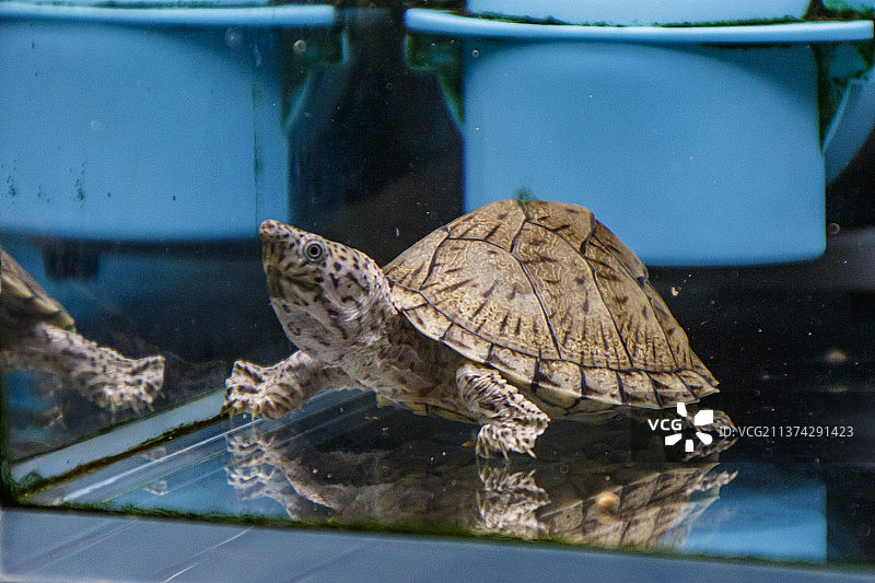 鱼缸水族箱的观赏鱼图片素材