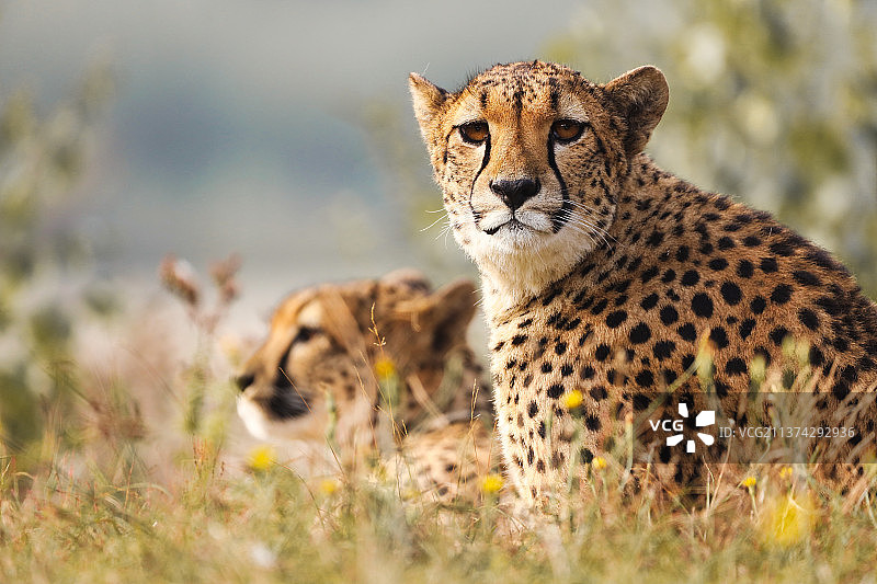 猎豹情侣，坐在田野上的猎豹肖像，荷兰图片素材