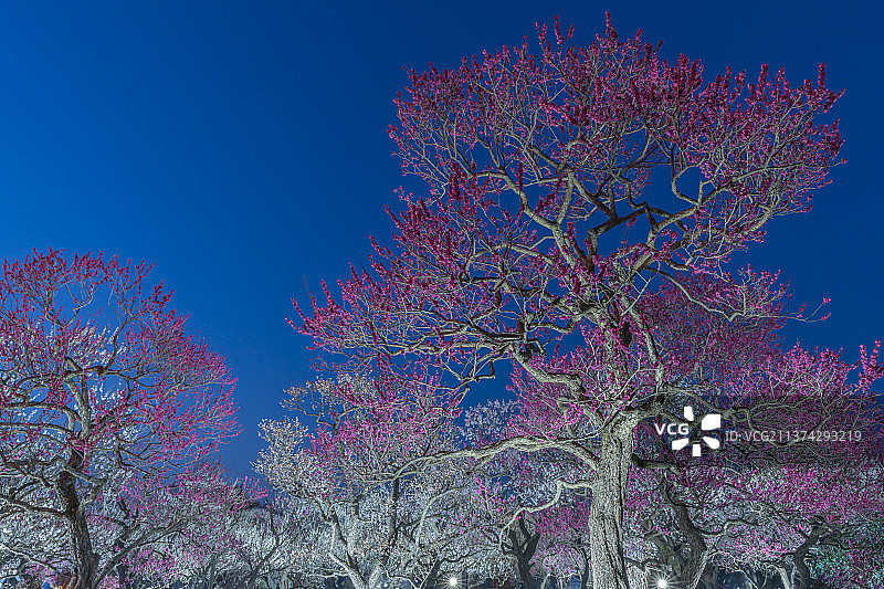 梅园灯光：粉色花树仰视视角与蓝天图片素材