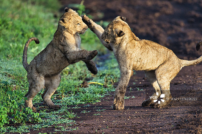 幼狮摔跤，幼狮，马赛马拉，肯尼亚图片素材