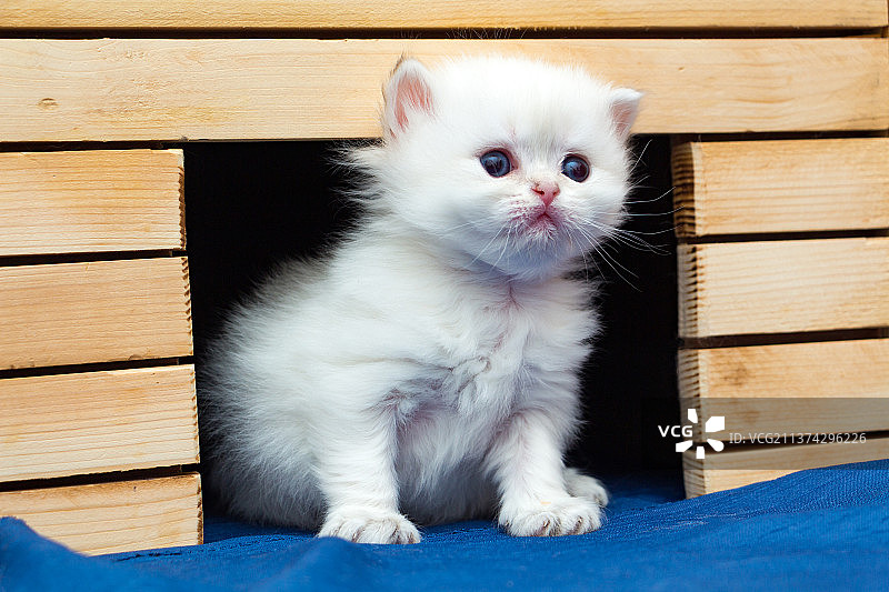 坐在木制猫舍里的小白长毛英国小猫图片素材