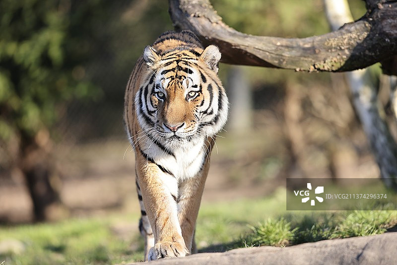 哈根贝克动物园的西伯利亚虎肖像图片素材