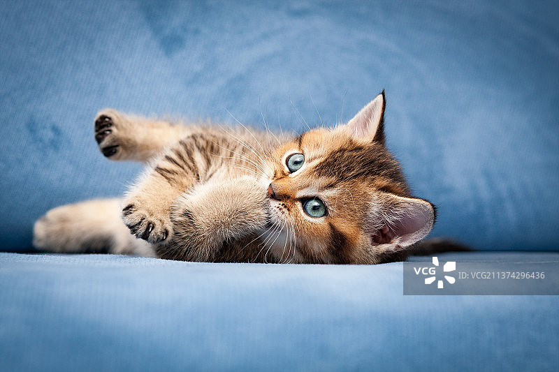 可爱虎斑英国短毛小猫咬爪子图片素材