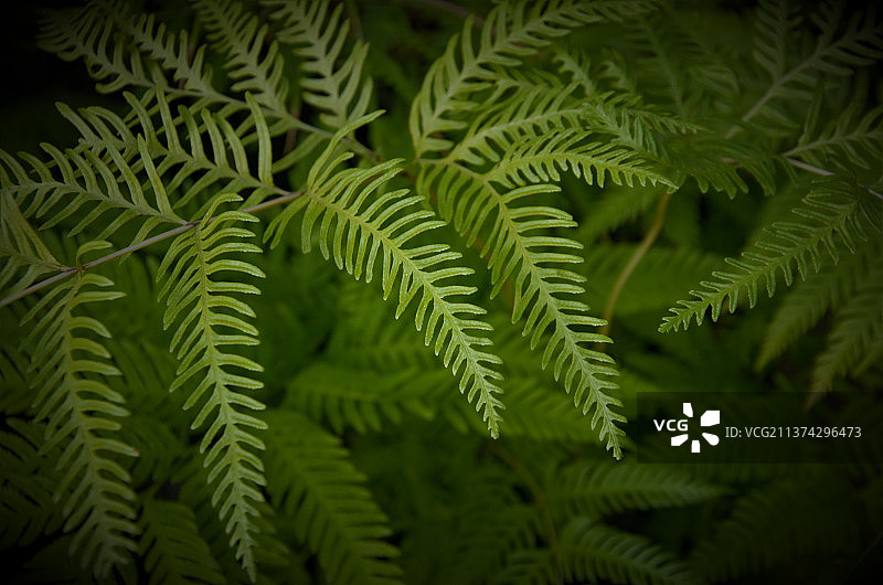 美丽的蕨类叶子自然背景，植物特写图片素材
