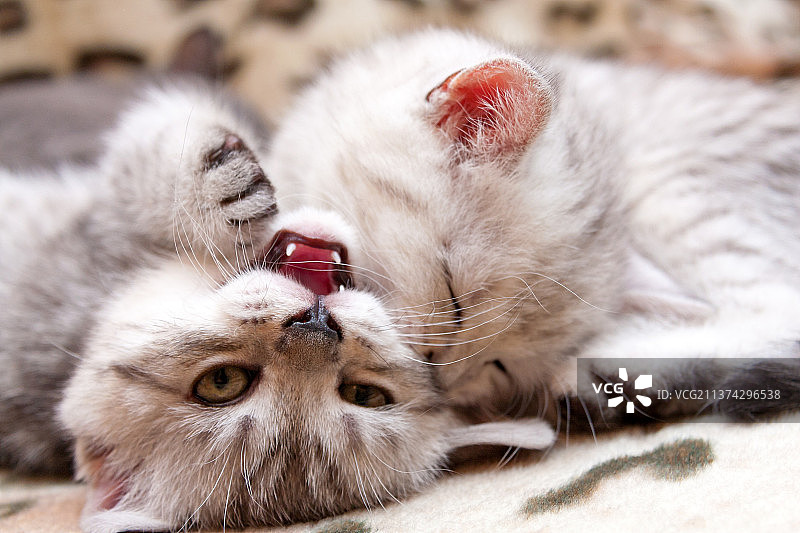 小猫嬉戏，咬另一只猫的脸颊图片素材