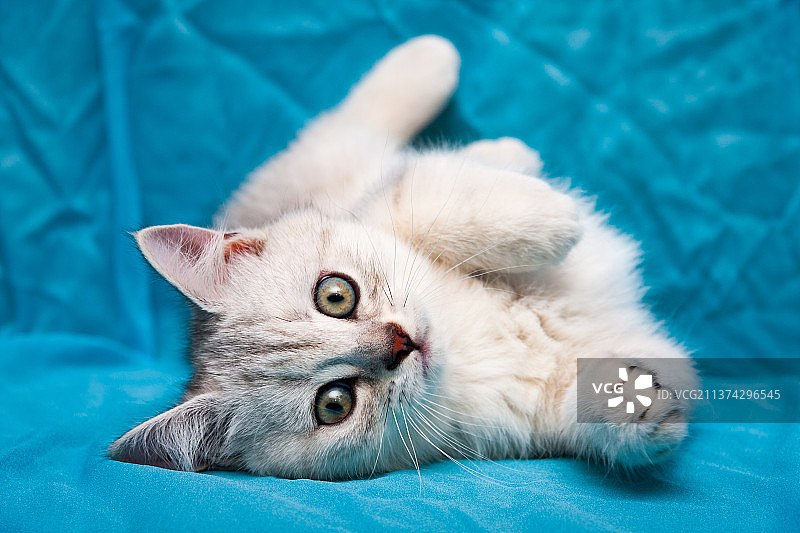 灰色白色英国短毛小猫侧卧，前腿收起图片素材