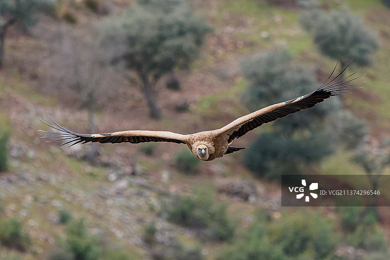 西班牙，飞翔的老鹰特写图片素材