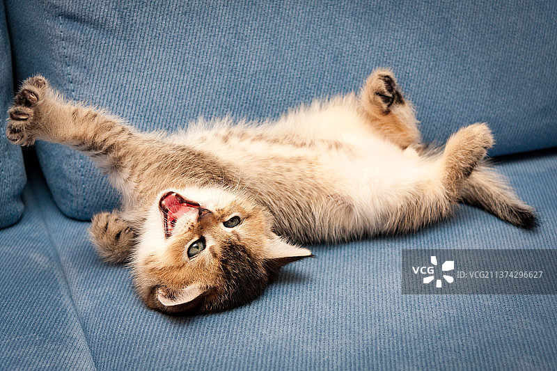 有趣的棕色英国小猫伸展和打呵欠，躺倒图片素材