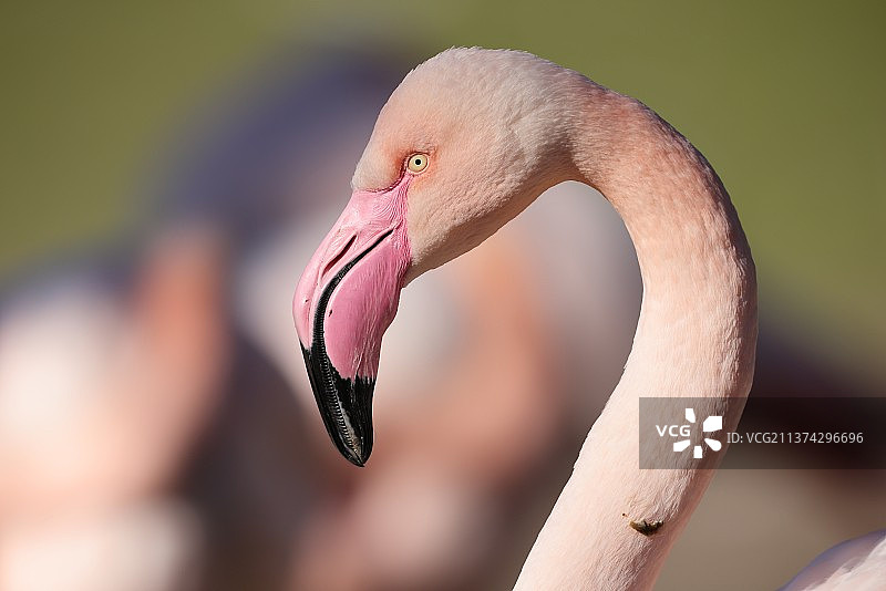 哈根贝克动物园 - 粉红火烈鸟特写图片素材