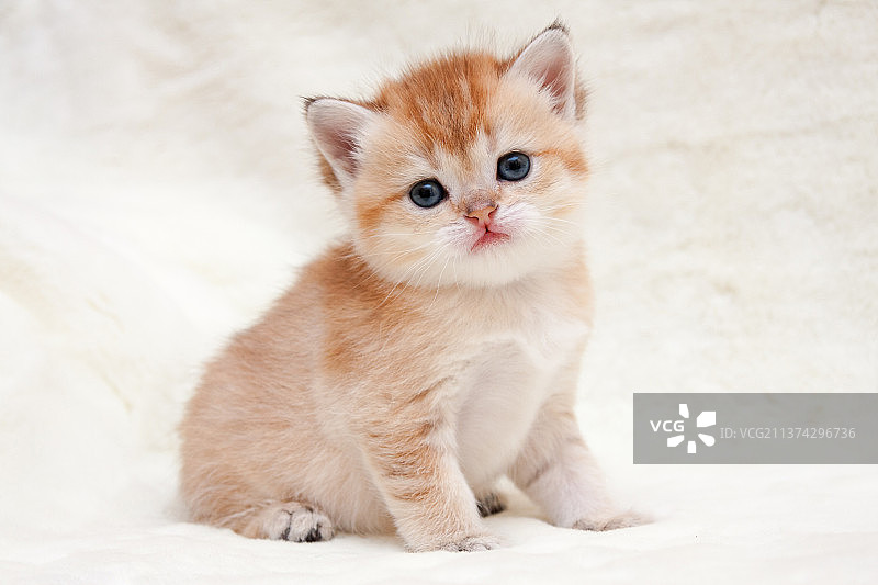 母英国短毛猫黑色金色斑点图片素材