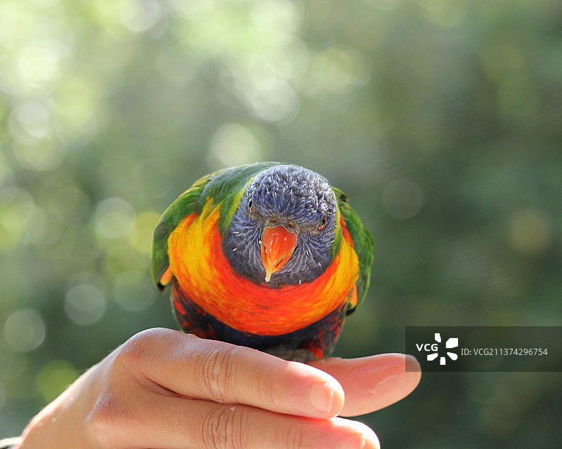 手持澳大利亚彩虹鹦鹉图片素材