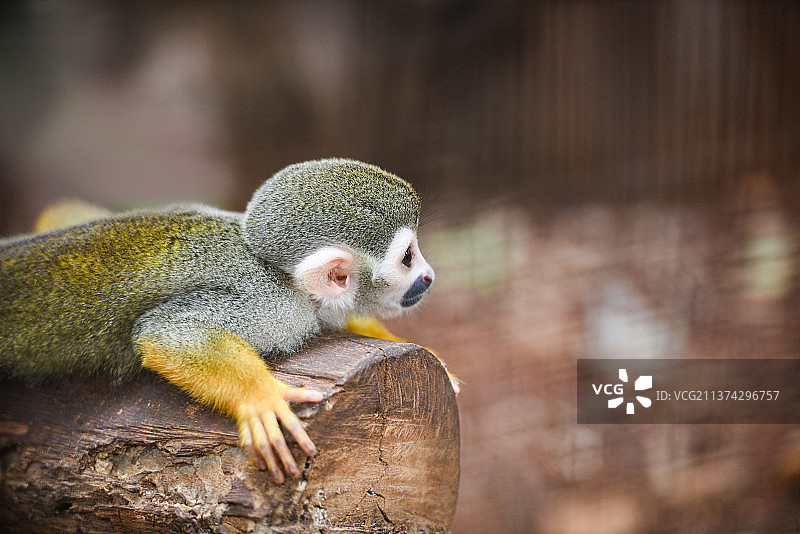 躺在木材上的松鼠猴，自然模糊背景图片素材