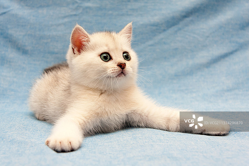 白色英国短毛猫，蓝色背景，前腿伸展图片素材