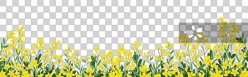 古典24节气江南的油菜花田图片素材