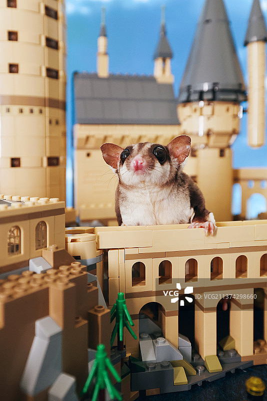 可爱的蜜袋鼯图片素材