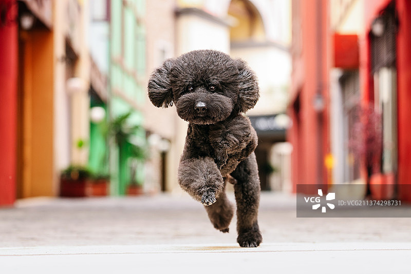 可爱的巨型贵宾犬图片素材