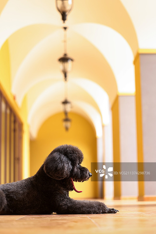 可爱的巨型贵宾犬图片素材