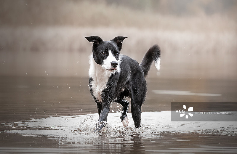 在波兰奥尔什丁湖中奔跑的边境牧羊犬图片素材