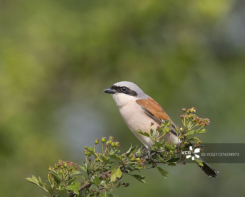 红背伯劳鸟，栖息在树枝上的歌鸫特写图片素材