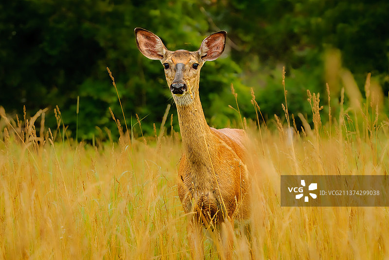 看着你，站在田野上的白人肖像，纽约州奇克托瓦加，美国图片素材