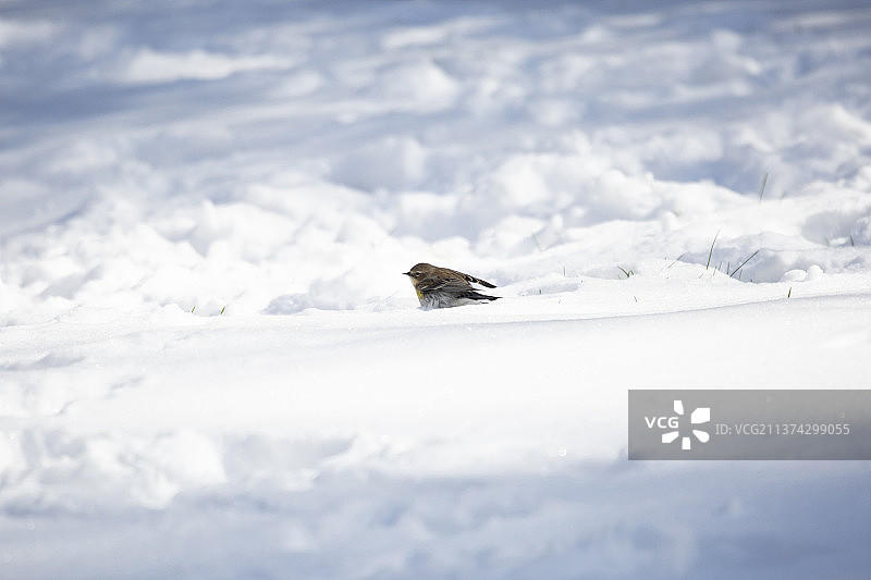 雪地里的黄腰柳莺图片素材