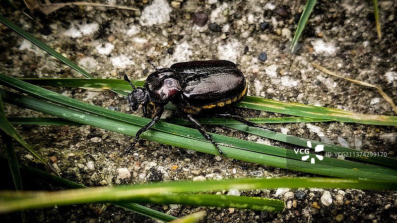 植物上的昆虫特写图片素材