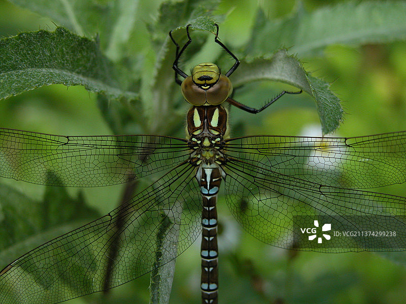 植物上的蜻蜓特写，奥地利维也纳图片素材