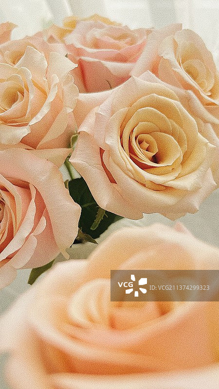 珍珠贝母图片素材