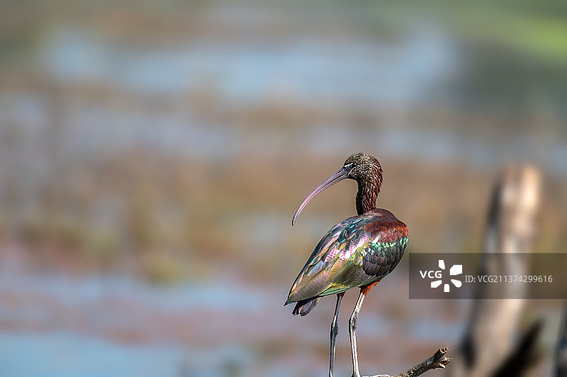 炫耀彩虹，翠鸟栖息在木头上的特写，印度凯奥拉德奥国家公园图片素材