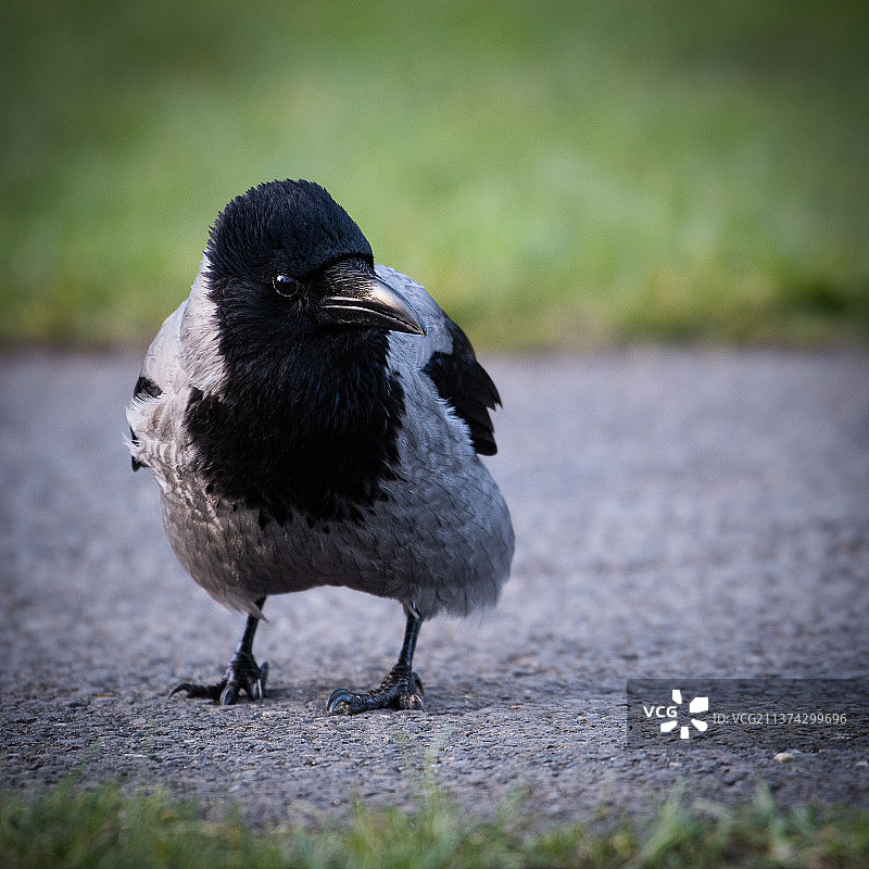 带帽乌鸦特写，喜鹊栖息在爱尔兰的道路上图片素材