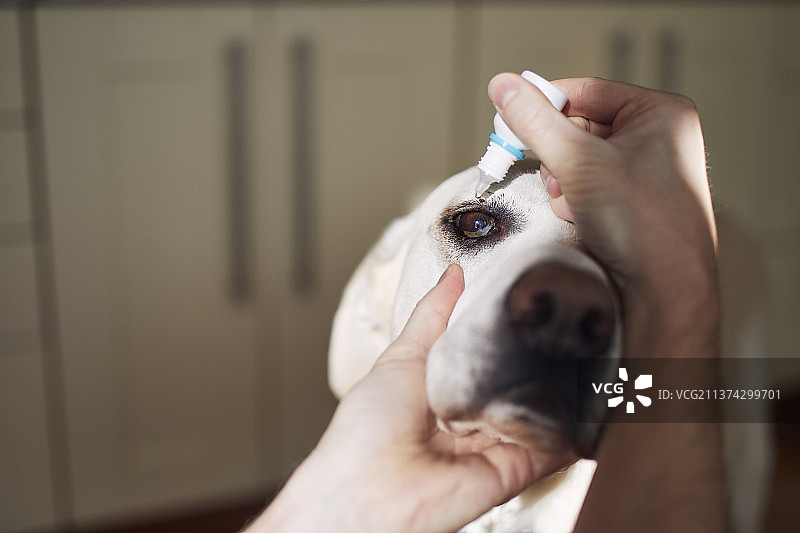 在家给拉布拉多寻回犬滴眼药水的人的裁剪图图片素材