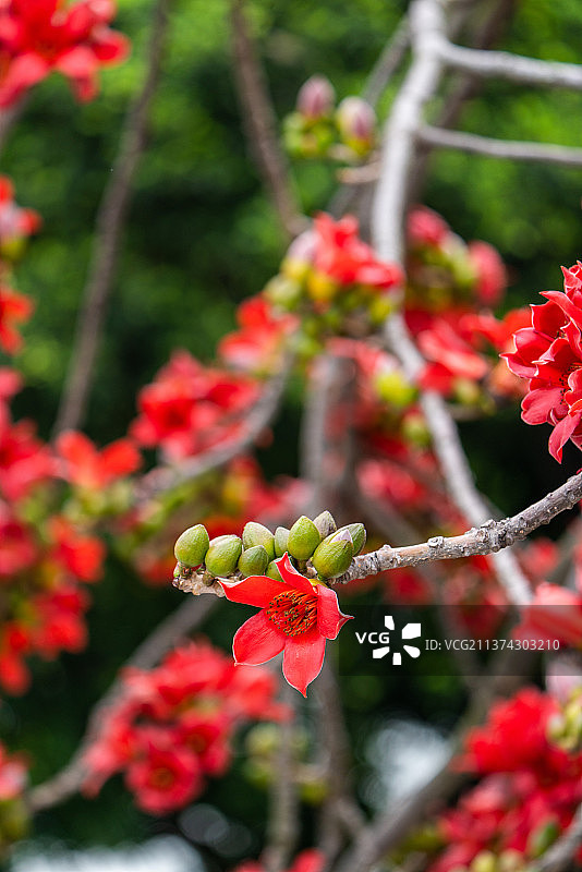 木棉花图片素材