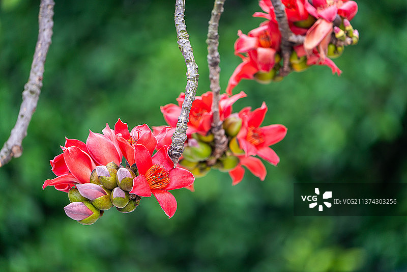 木棉花图片素材