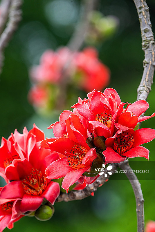 木棉花图片素材