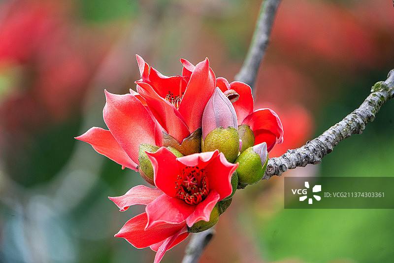 木棉花图片素材