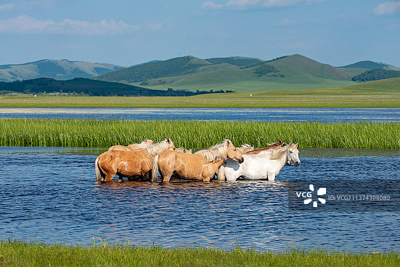 在乌兰布统草原将军湖戏水的马群图片素材
