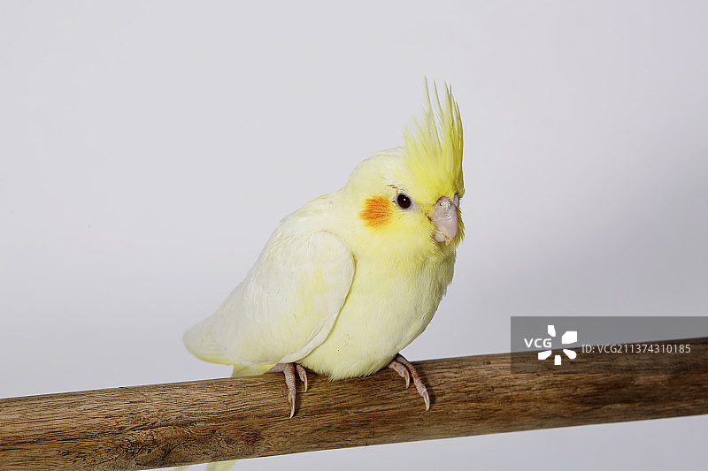 玄凤鹦鹉，又名鸡尾鹦鹉，原产澳大利亚。玄凤主要有两种羽色:一是白色,红眼睛,头部与冠项为黄色,两眼后图片素材